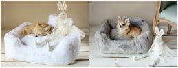 The Divine Dog Bed