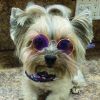 Pet Sunglasses