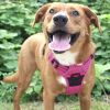 Venture Paw Pull Control Dog Harness